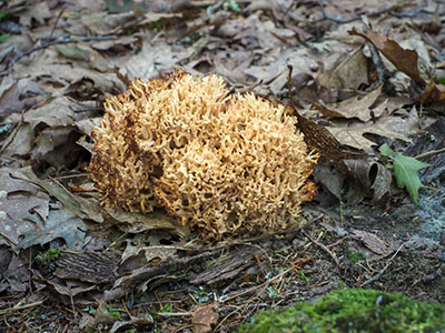 Coral fungus