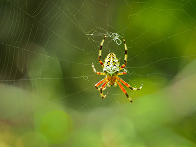 Some type of Orbweaver (Marbled?)