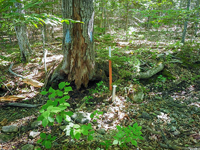 The mark is near the base of a very large tree along the abandoned portion of Old Norway Drive