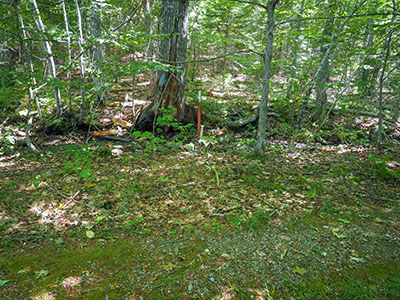 Looking E toward the mark from the abandoned portion of Old Norway Drive