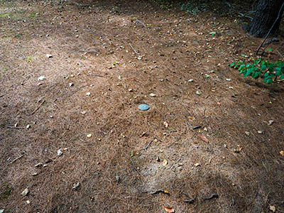 Eyelevel view of the disk in pine debris; outcrop not visible