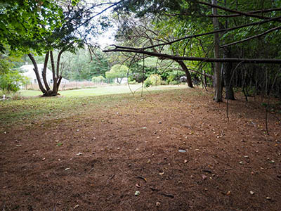 Looking SE from just inside the treeline off Pretty Marsh Road