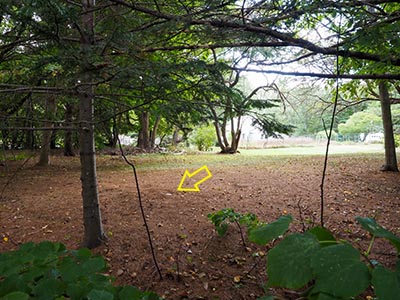 Looking S from just inside the treeline off Pretty Marsh Road; mark indicated