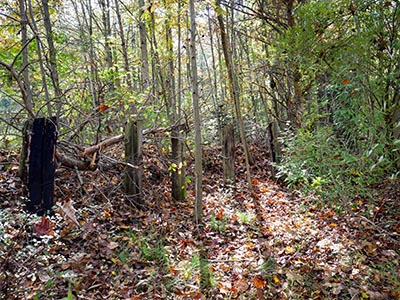 Wooden fenceline found while approaching the azimuth mark site