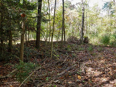 Stone fenceline on the east side of the road