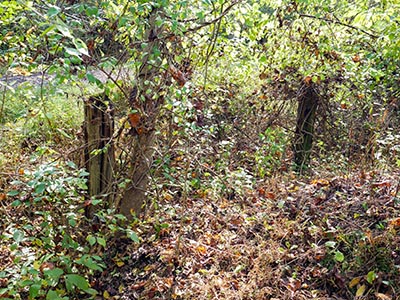 Wooden fenceline very close to the station coordinates; old road in background