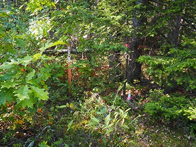 Proximity of mark, witness post, double-trunked tree, and flagging tape and small witness post we added.