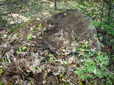 Eyelevel view of the disk on the large boulder