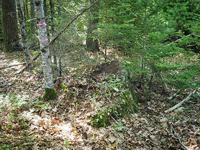 Looking SW toward boulder and adjacent tree with flagging tape
