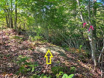 Looking NW, showing the flagging tape on nearby trees