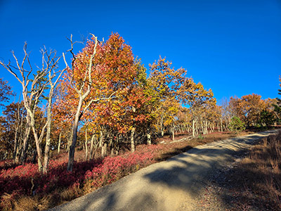 Beautiful fall colors appear against a blue sky ...