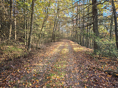 Nice evening light along the road