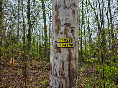 Utility pole north of the mark