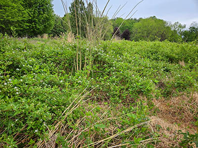 Surrounding the coordinates is a wild meadow of tall grasses and blackberry brambles.