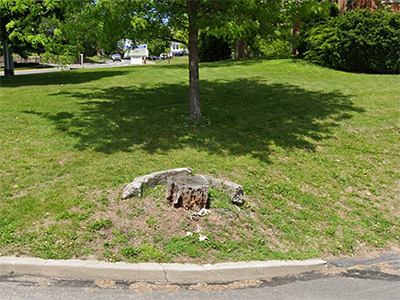 This screenshot from Google Street View shows one of the concrete curbs. I suspect the mark was either on the broken-off part of this curb, or that there was another similar curb surrounding one of the other trees in the schoolyard.